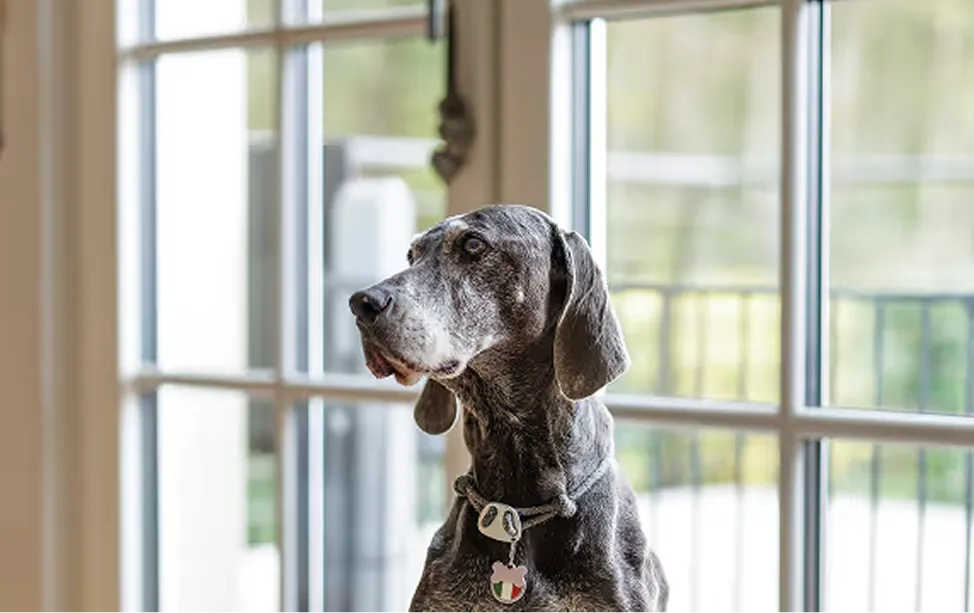 Maison Dog Website Impression 2